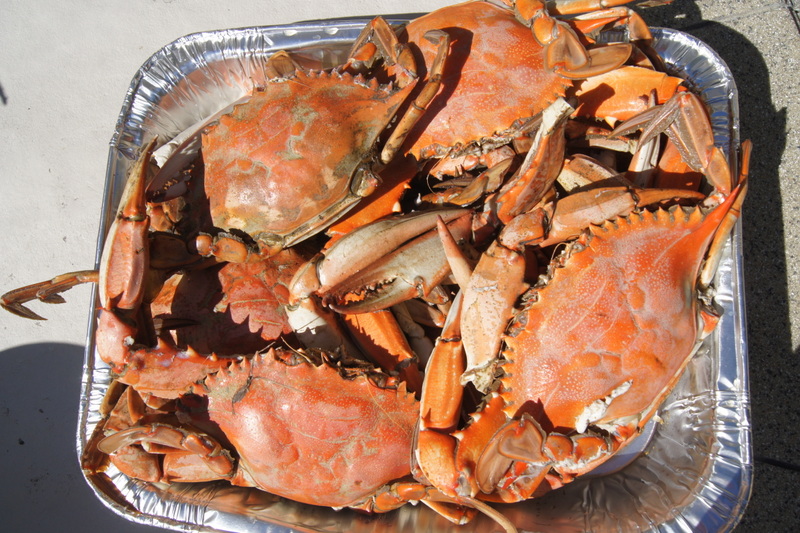 Fresh Georgia Blue Crabs Caught, Cooked, Cleaned and eaten on Halloween, 2015