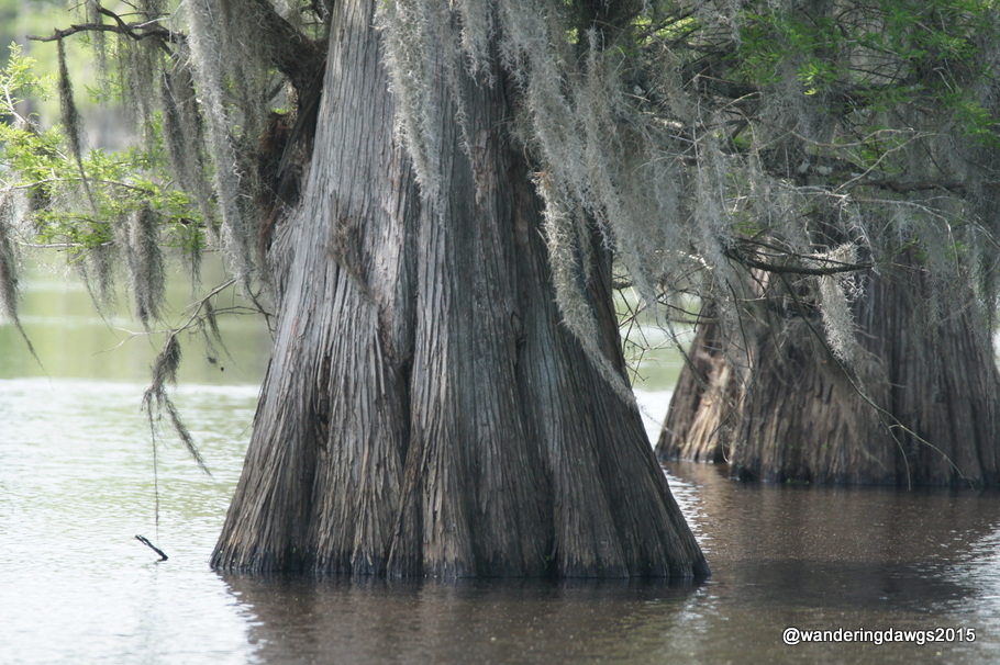 Cypress Trees dripping with Spanish Moss at Lake Bistineau