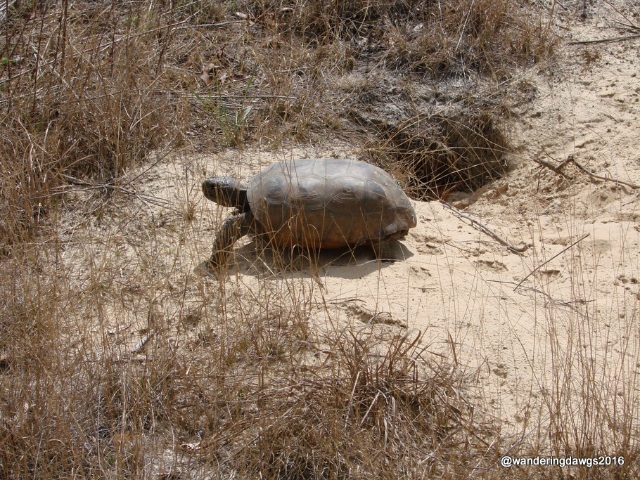 Gopher Tortoise at our campsite Silver River State Park