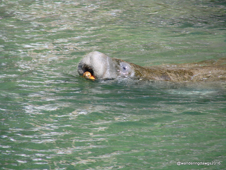 Manatee in Homossassa Springs