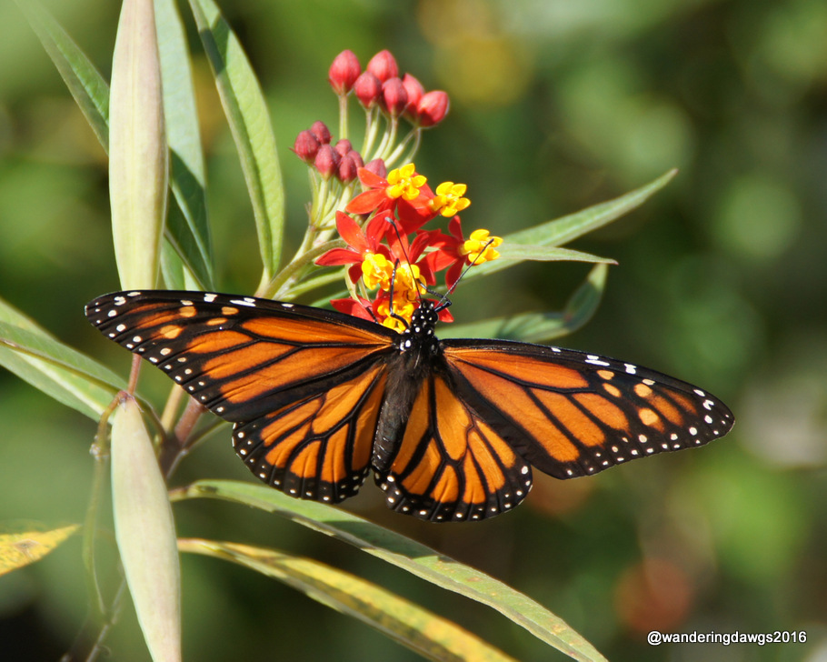 Vibrant Monarch Butterfly