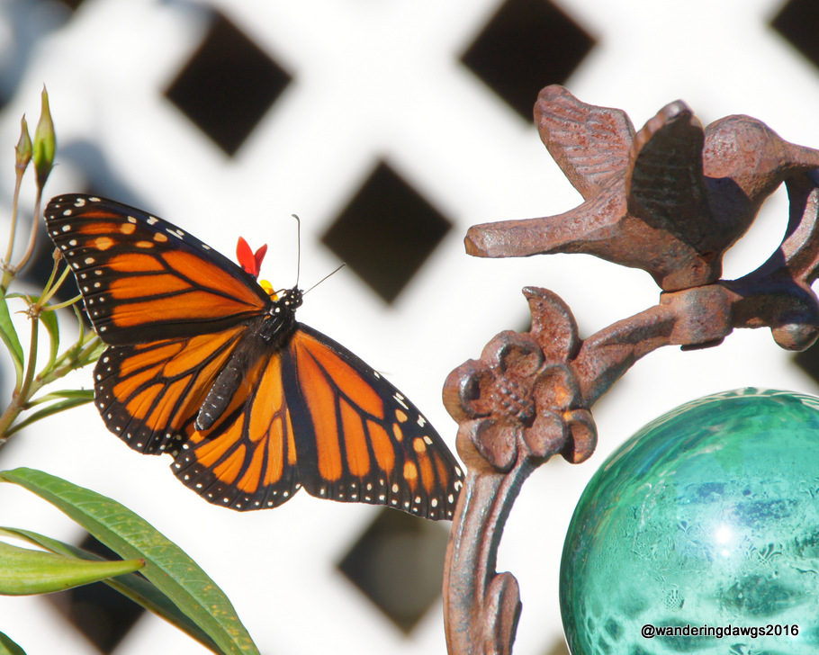 Vibrant Monarch Butterfly