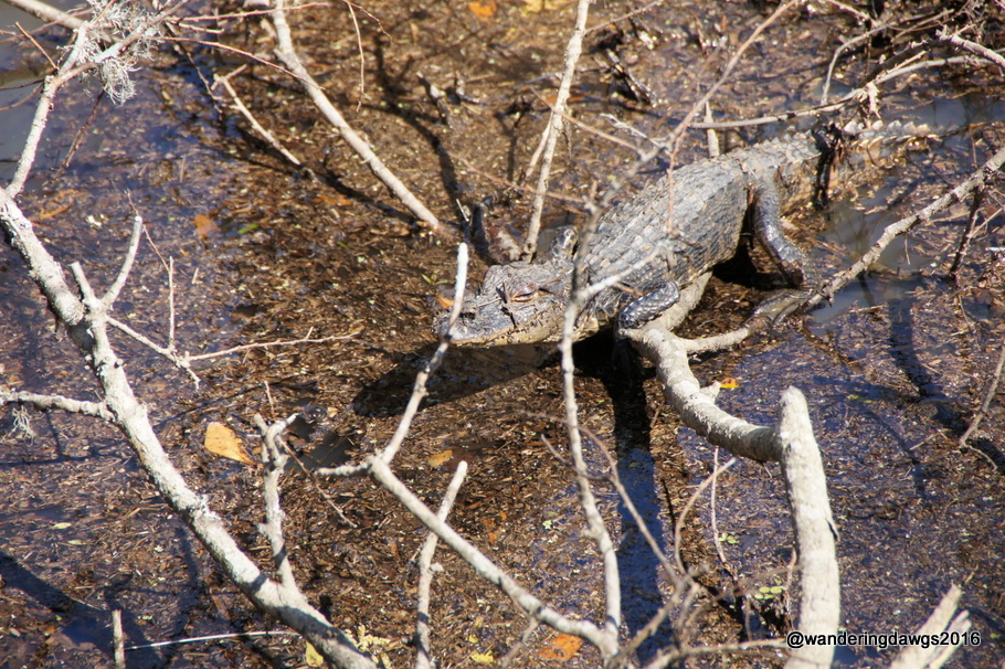 I spotted this baby alligator