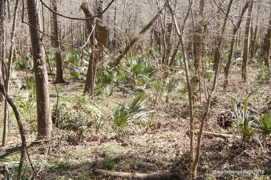 Palmettos beside the boardwalk on the nature trail