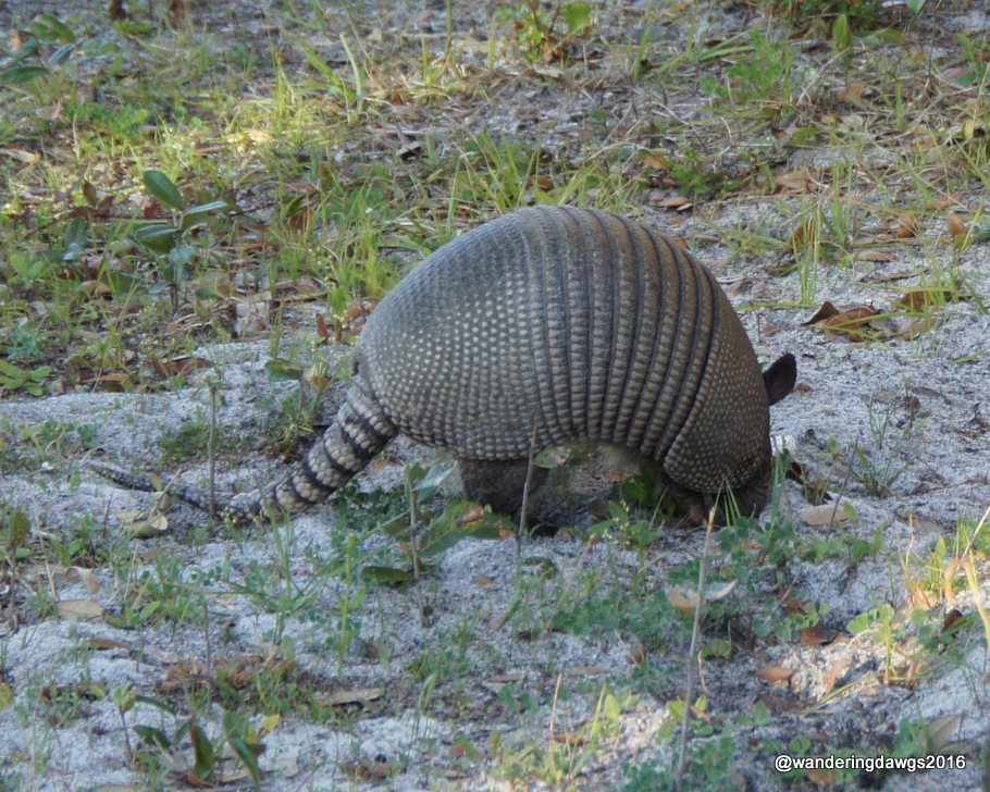 Armadillo in our campsite