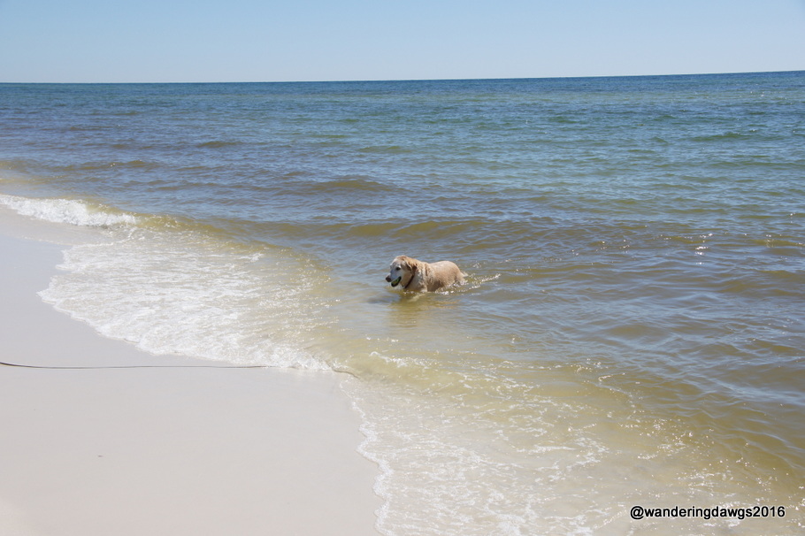 Blondie went for a swim at the Pensacola Beach Dog Beach