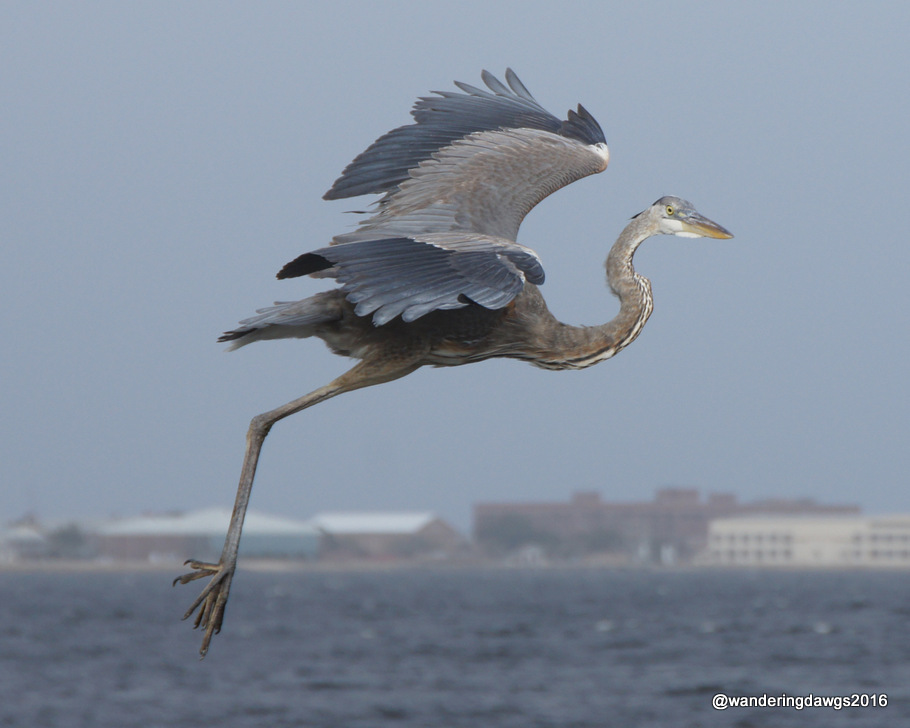 Great Blue Heron