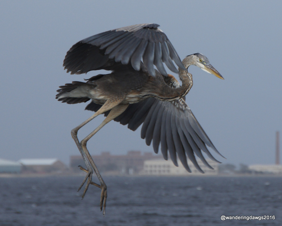 Great Blue Heron