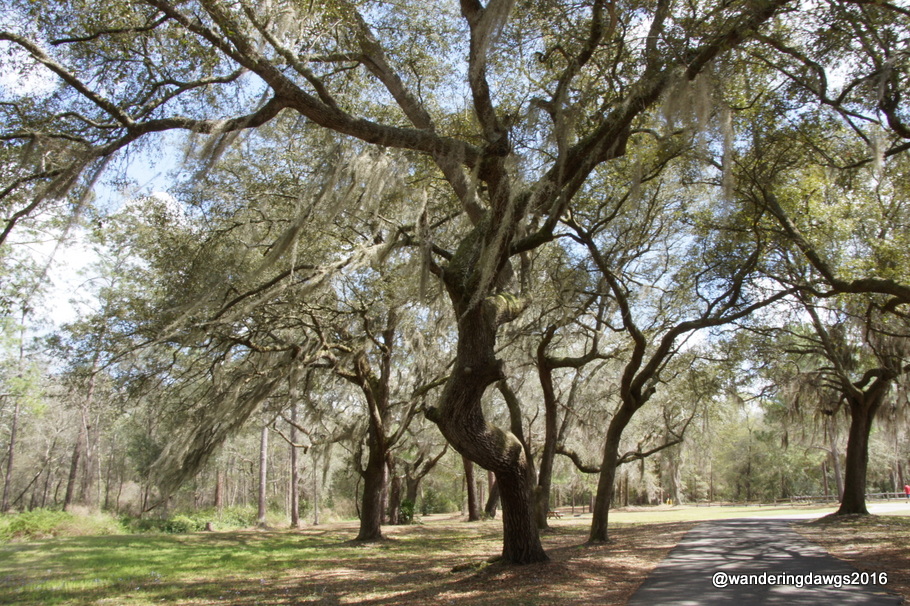 Live Oaks with Spanish Moss