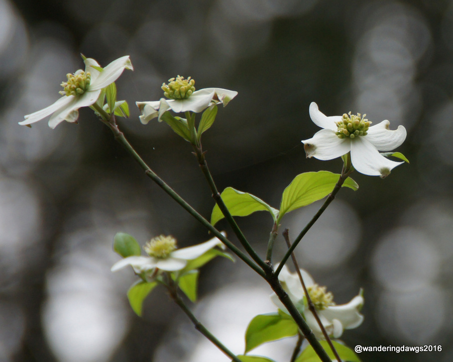 Flowering Dogwood in White Springs, Florida