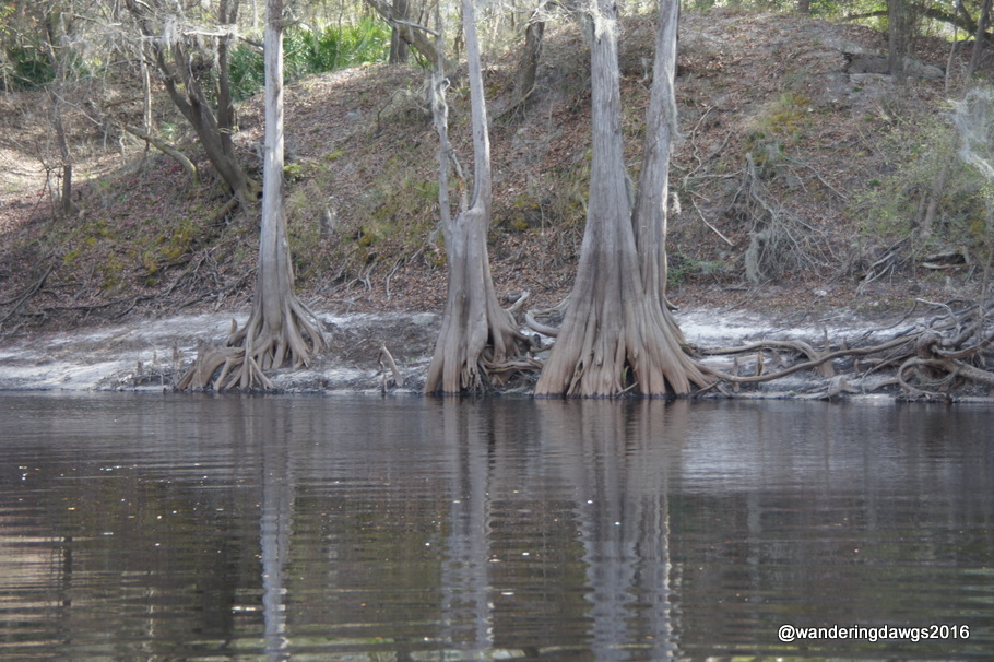 Cypress Trees on the banks of the Suwanee River