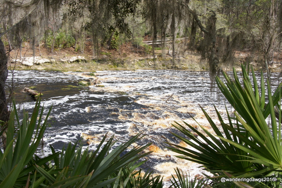 Big Shoals on the Suwanee River