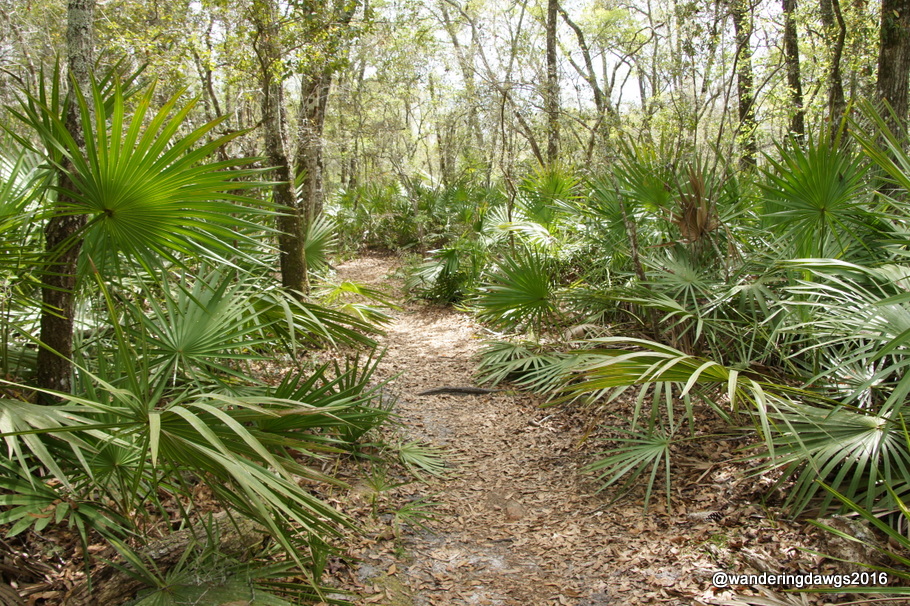 Big Shoals Trail along the Suwanee River