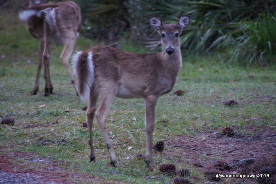 White Tail Deer at dusk