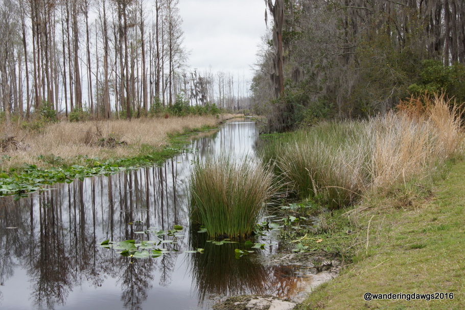 Canal leading into the Okefenokee Swamp