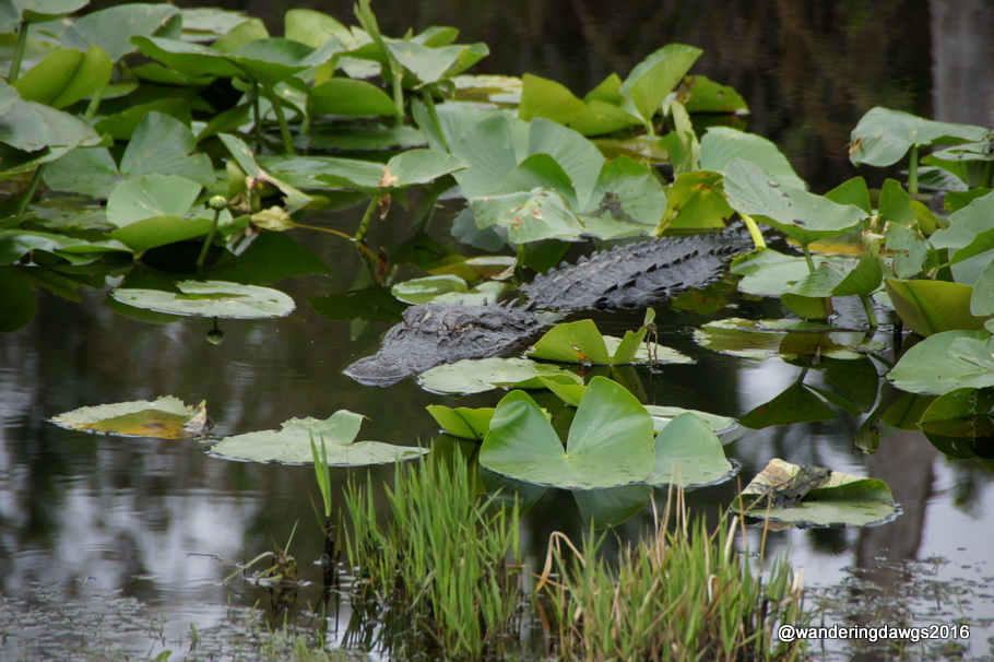 Alligator among the lily pads