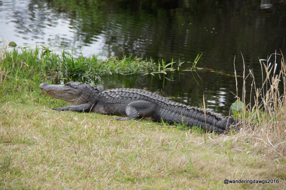 Big gator beside the canal next to the road