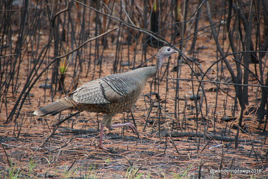 Wild Turkey