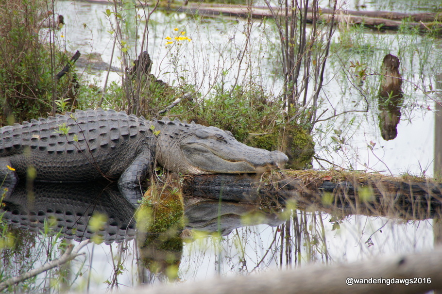 Giant gator beside the boardwalk trail