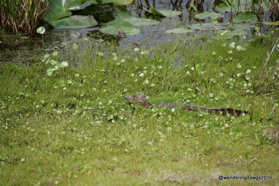 Baby gator in the canal beside the road. Do you see the one in the water?