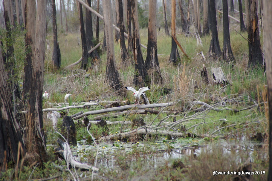Ibis in the swamp