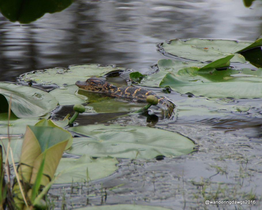 Baby Gator on Lilly Pad