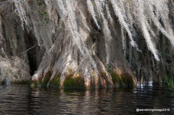 Big Cypress trees in the Okefenokee
