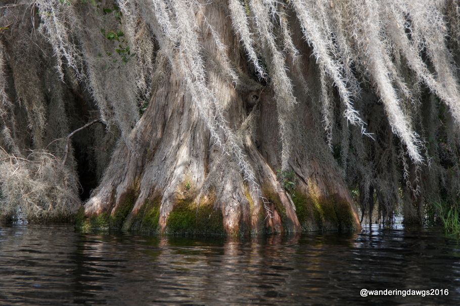 Big Cypress trees in the Okefenokee