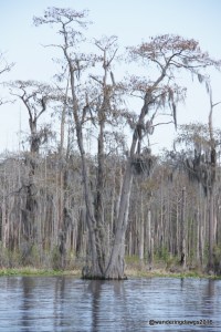 Cypress trees in the Okefenokee