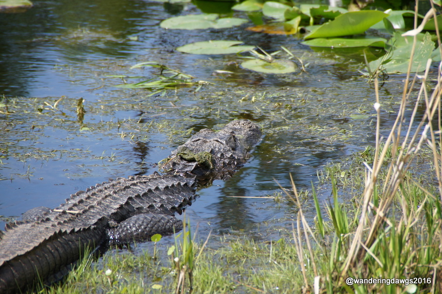 Sophie the Mama Gator