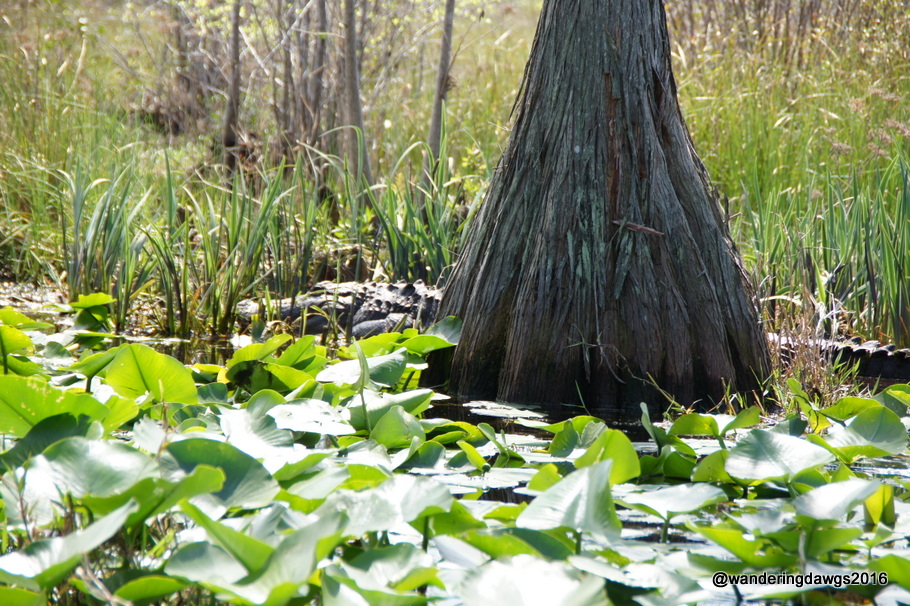 Do you see the alligator behind the Cypress tree?