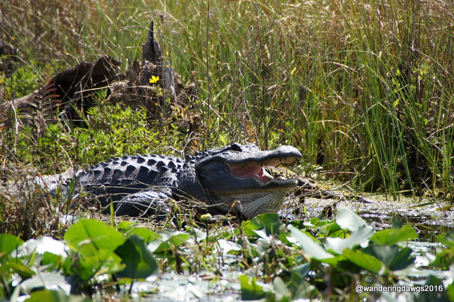 Huge alligator showing us his teeth