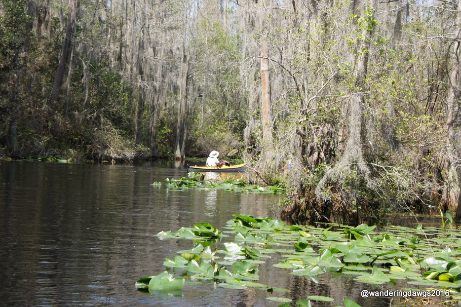 A kayaker goes around the bend deeper into the swamp