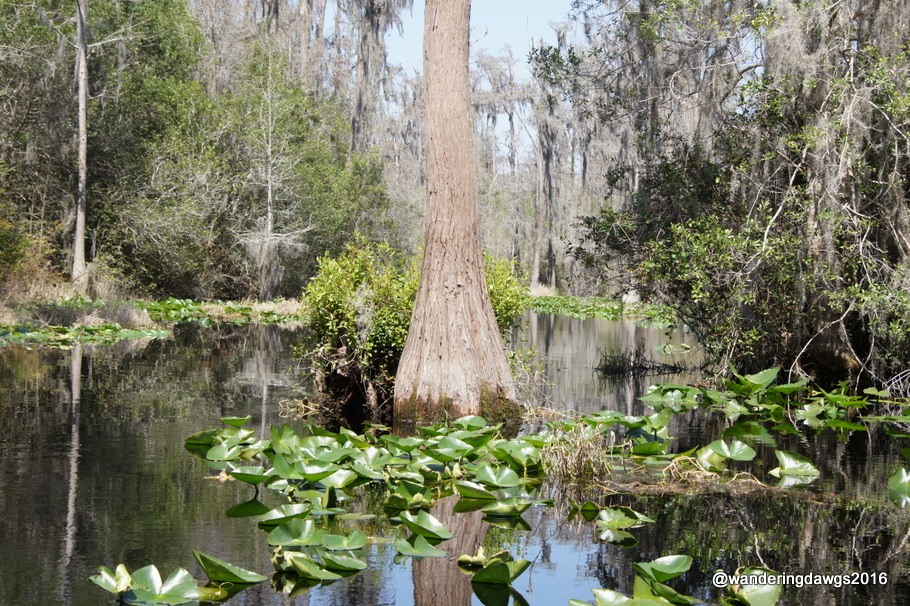 Boats had to navigate around this cypress tree
