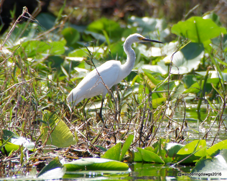 Egret in the Okefenokee