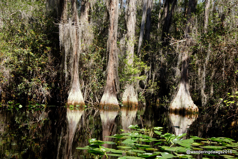 Okefenokee Landscape