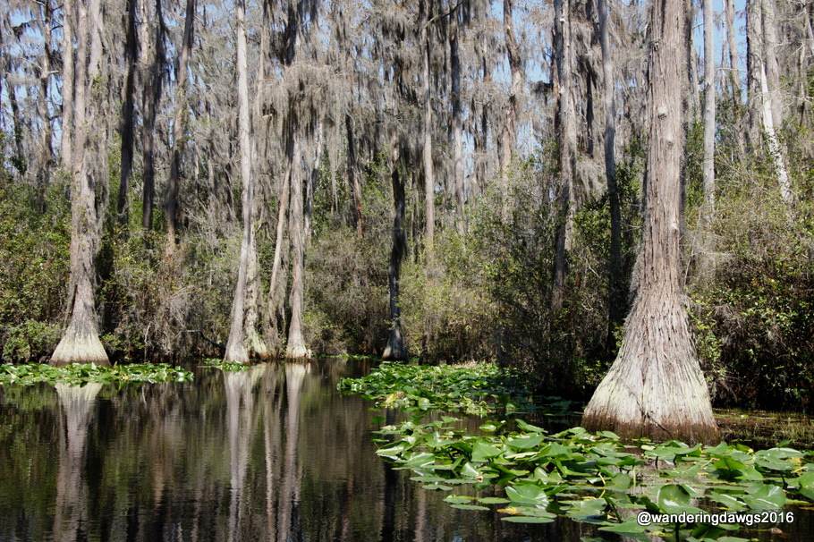 Okefenokee Landscape