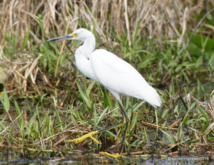 Snowy Egret in the Okefenokee