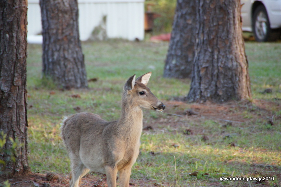 White Tail Deer