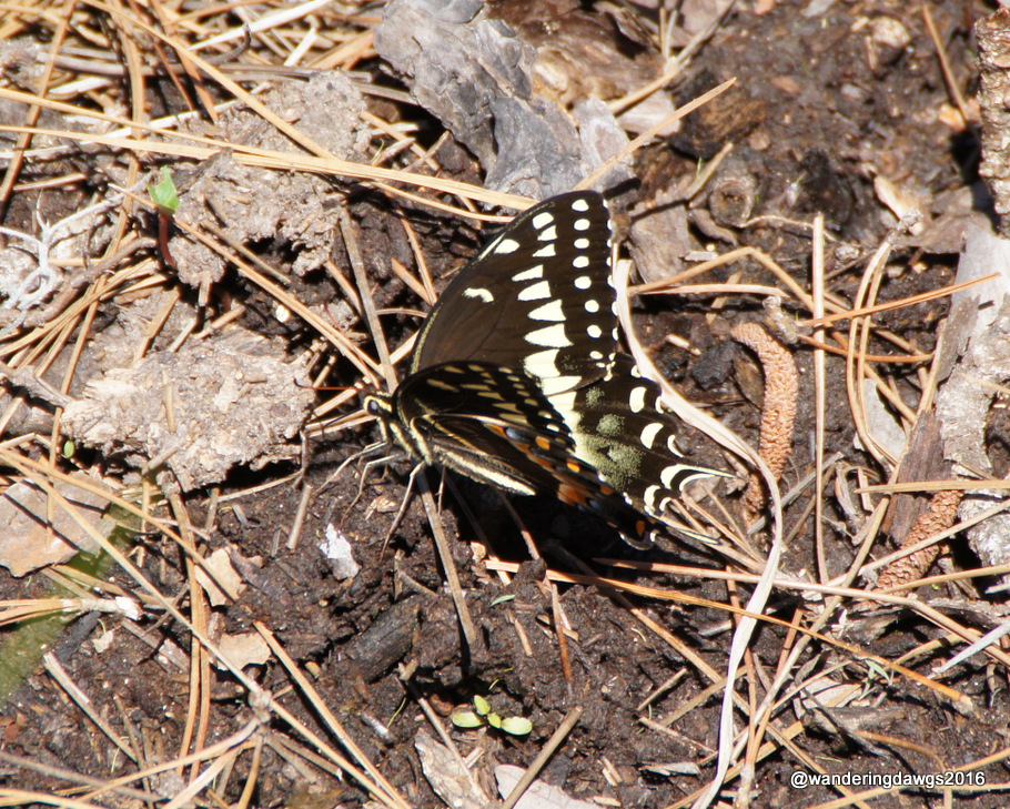 Butterfly beside the trail