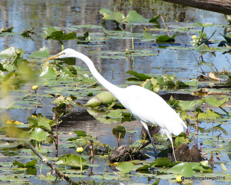 Egret in the swamp