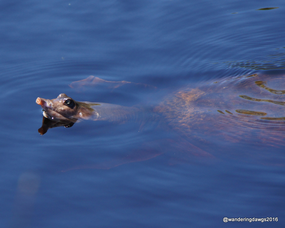 Turtle swimming in the marina