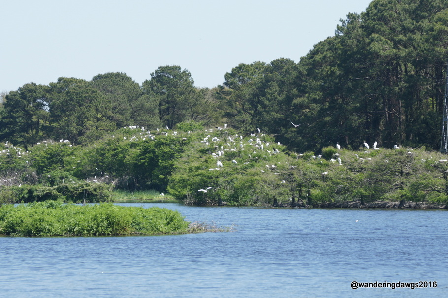 Woody Pond at Harris Neck National Wildlife Refuge