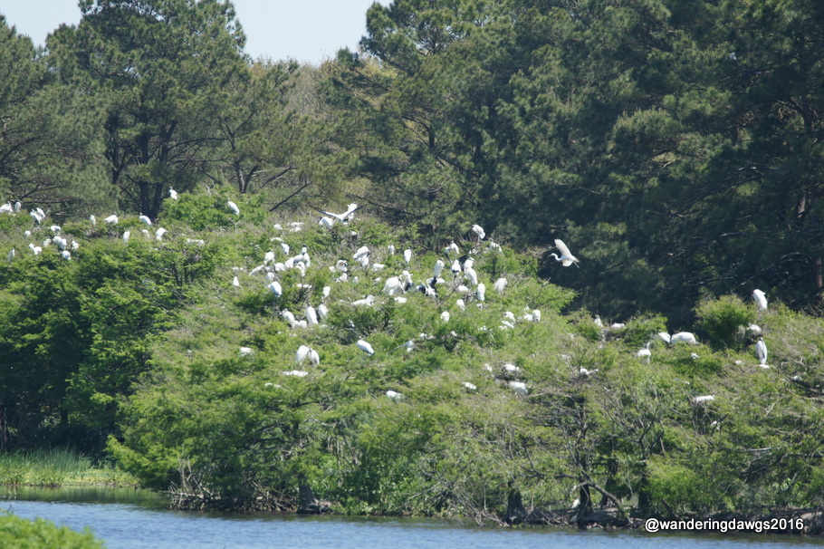 Nesting Wood Storks and Great Egrets at Woody Pond