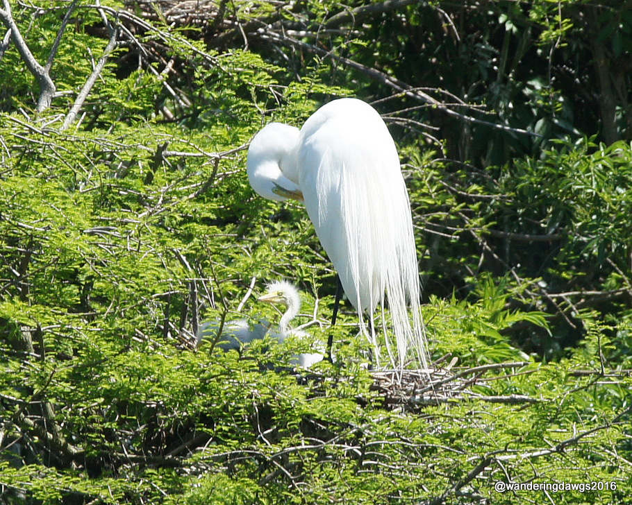Great Egret with chicks