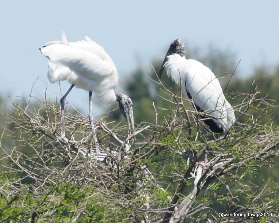 Wood Storks building a nest