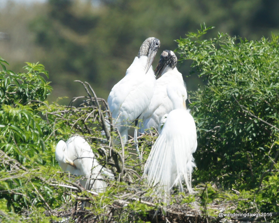 Wood Storks and Great Egrets