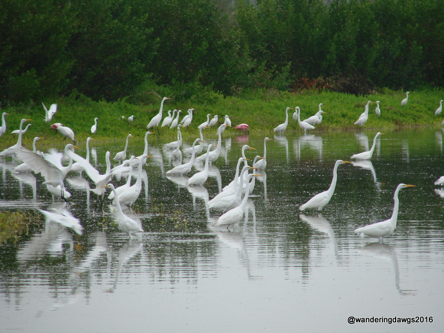 Everglades National Park, Florida