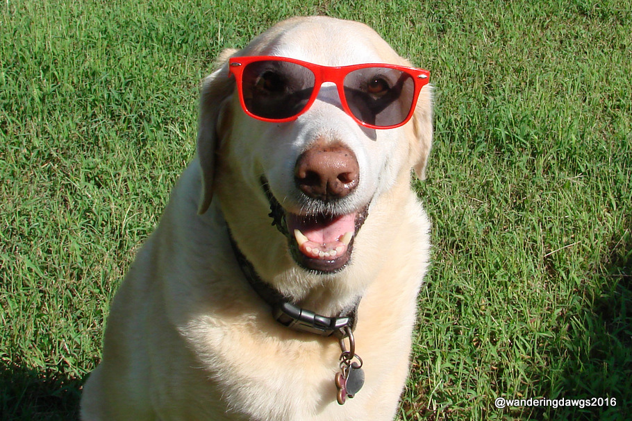 Our eleven year old Labrador Retriever Blondie