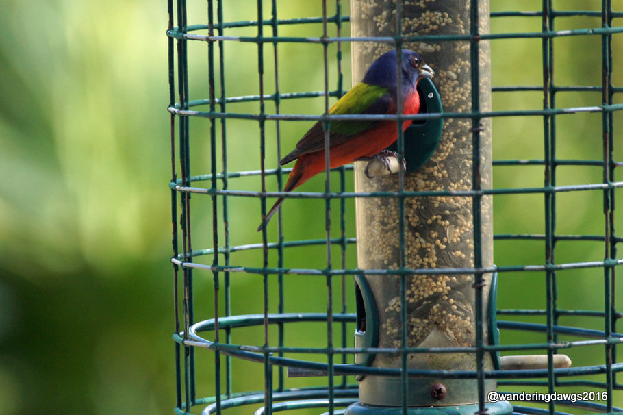 Male Painted Bunting